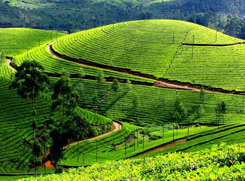 Devikulam, Kerala Tourism Places, Grassroot Holidays